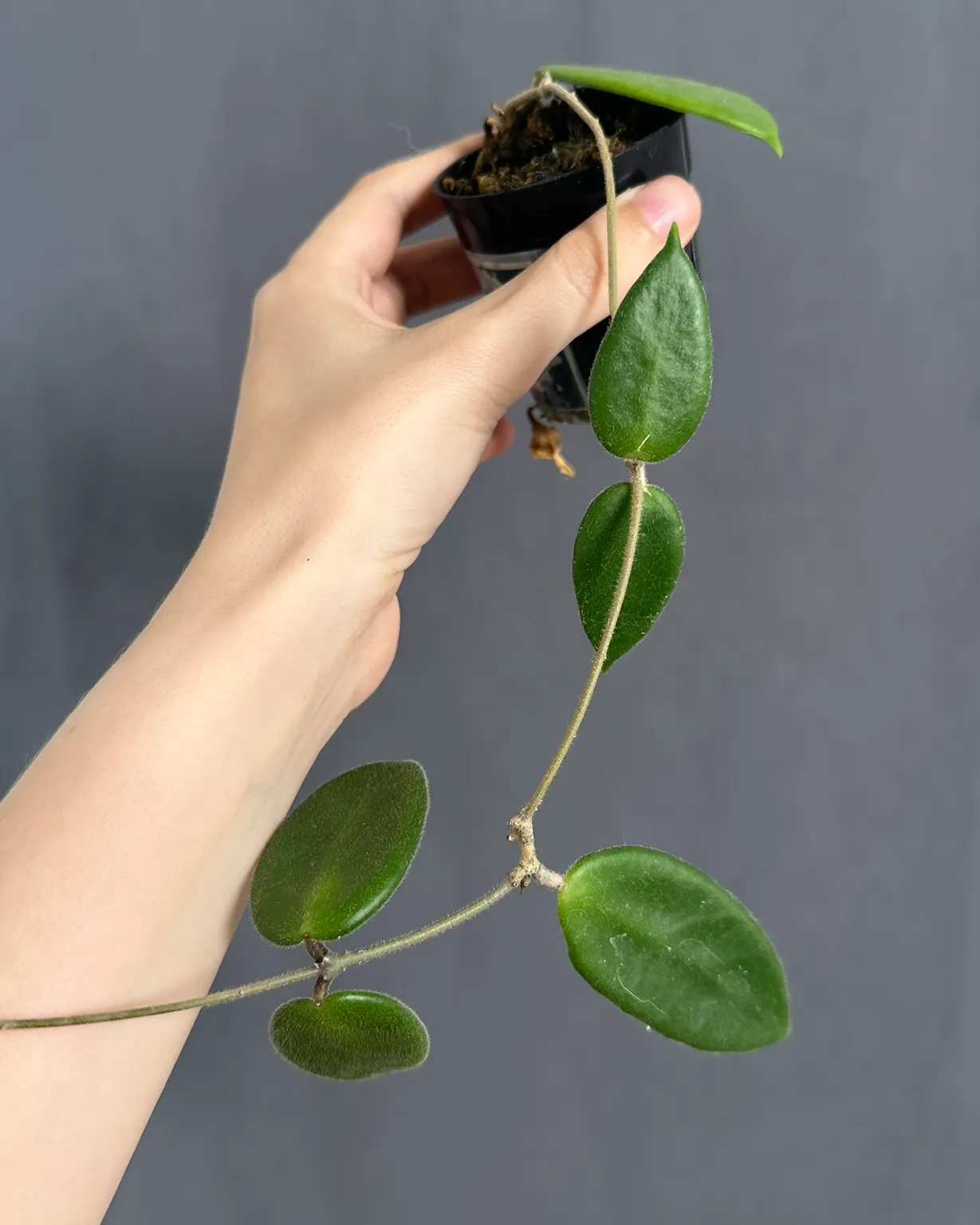 Hoya vangviengiensis