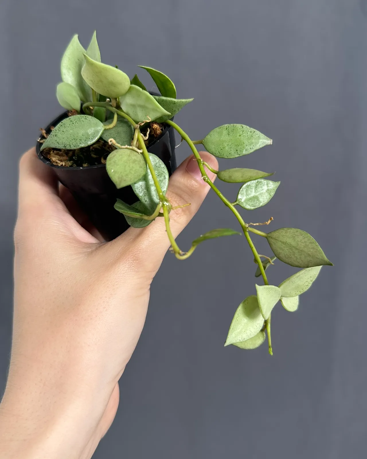 Hoya lacunosa mint