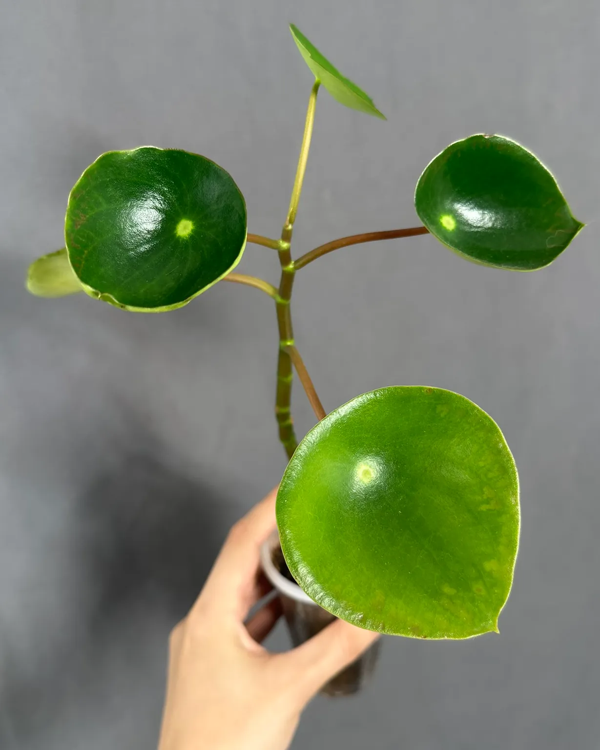 Peperomia polybotrya 'Raindrop'