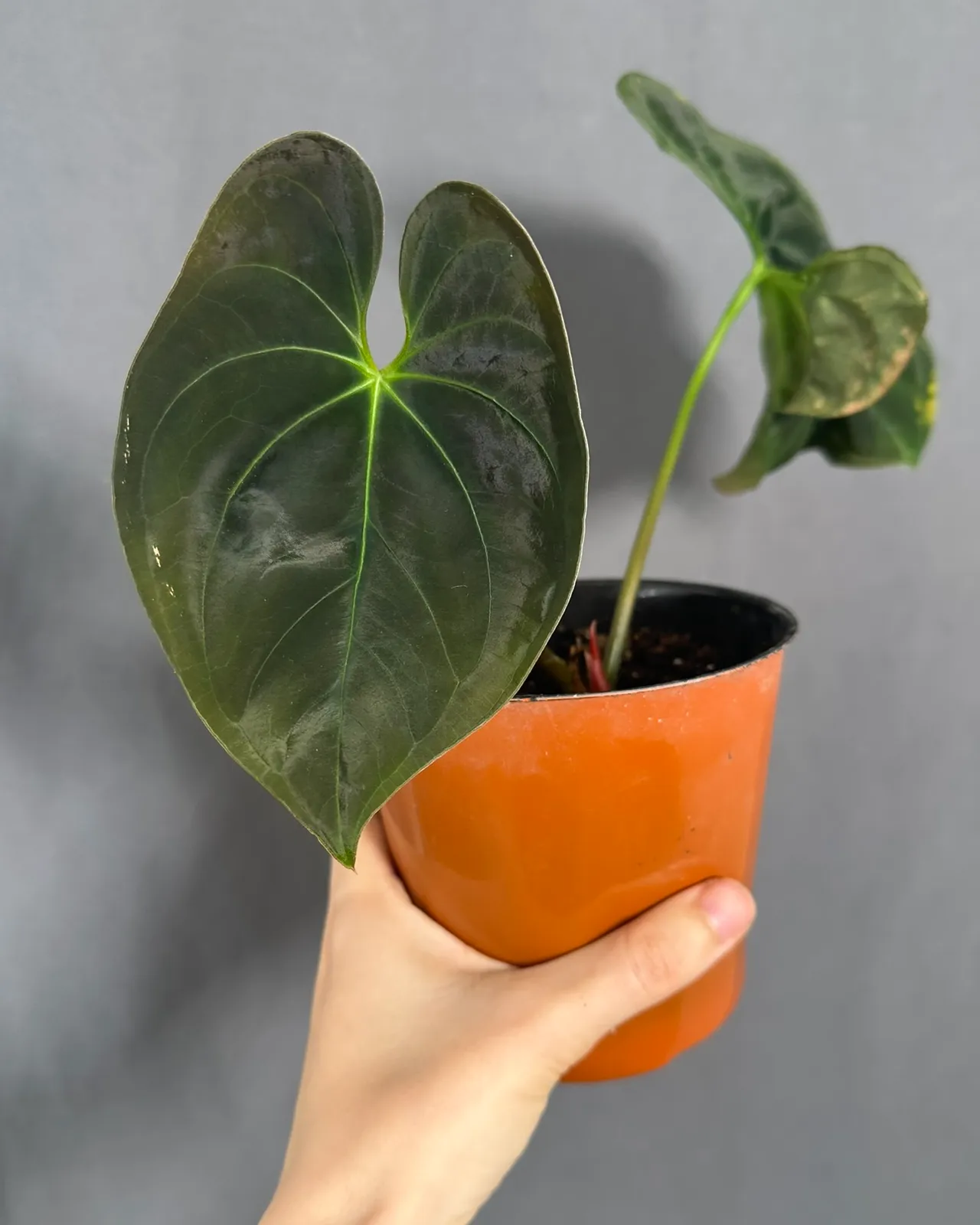 Anthurium papillilaminum