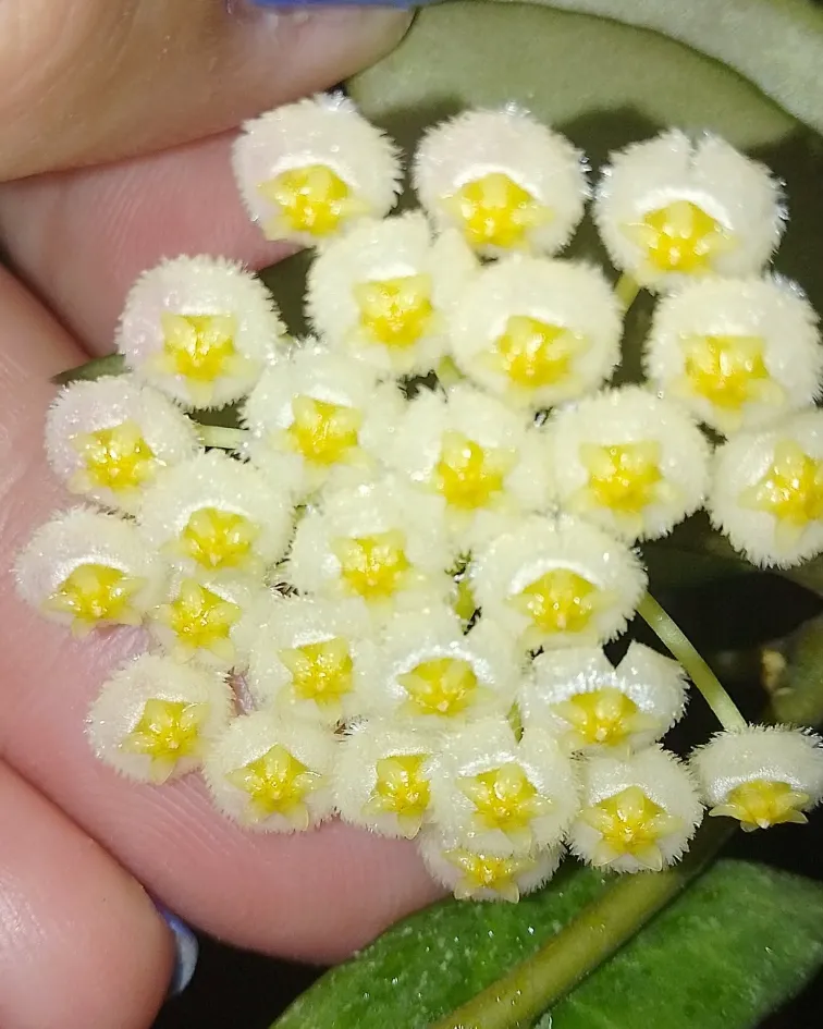 Hoya cv. 'Elle', flor