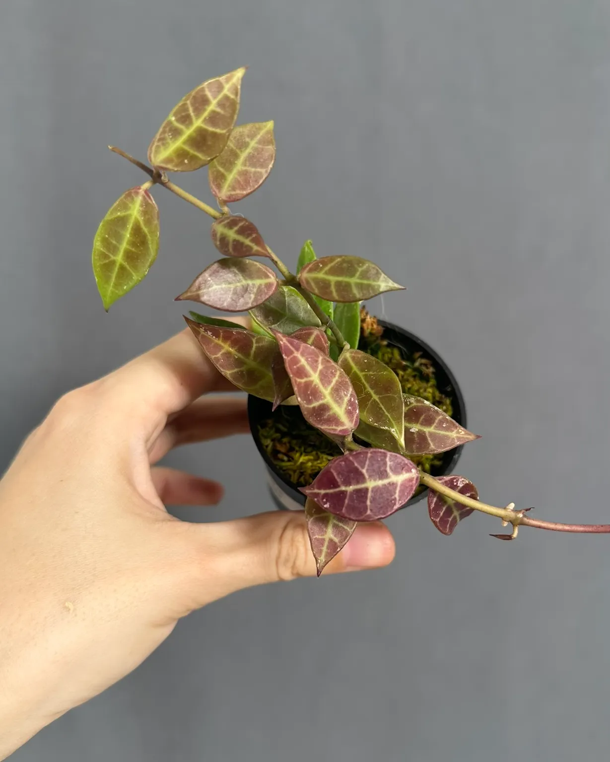Hoya cv. 'Elle'