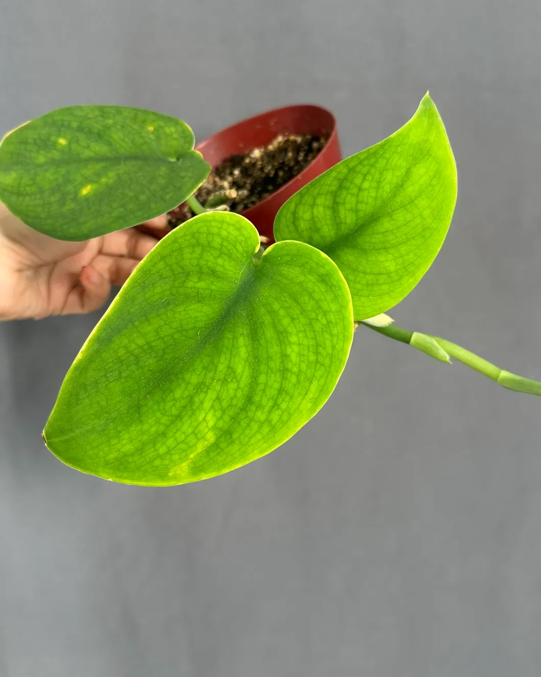 Scindapsus 'Jade Satin', planta entera