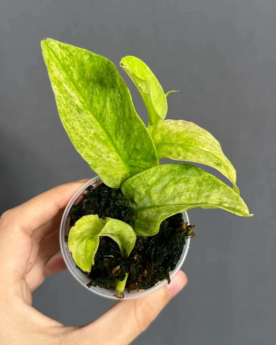 Rhaphidophora korthalsii var