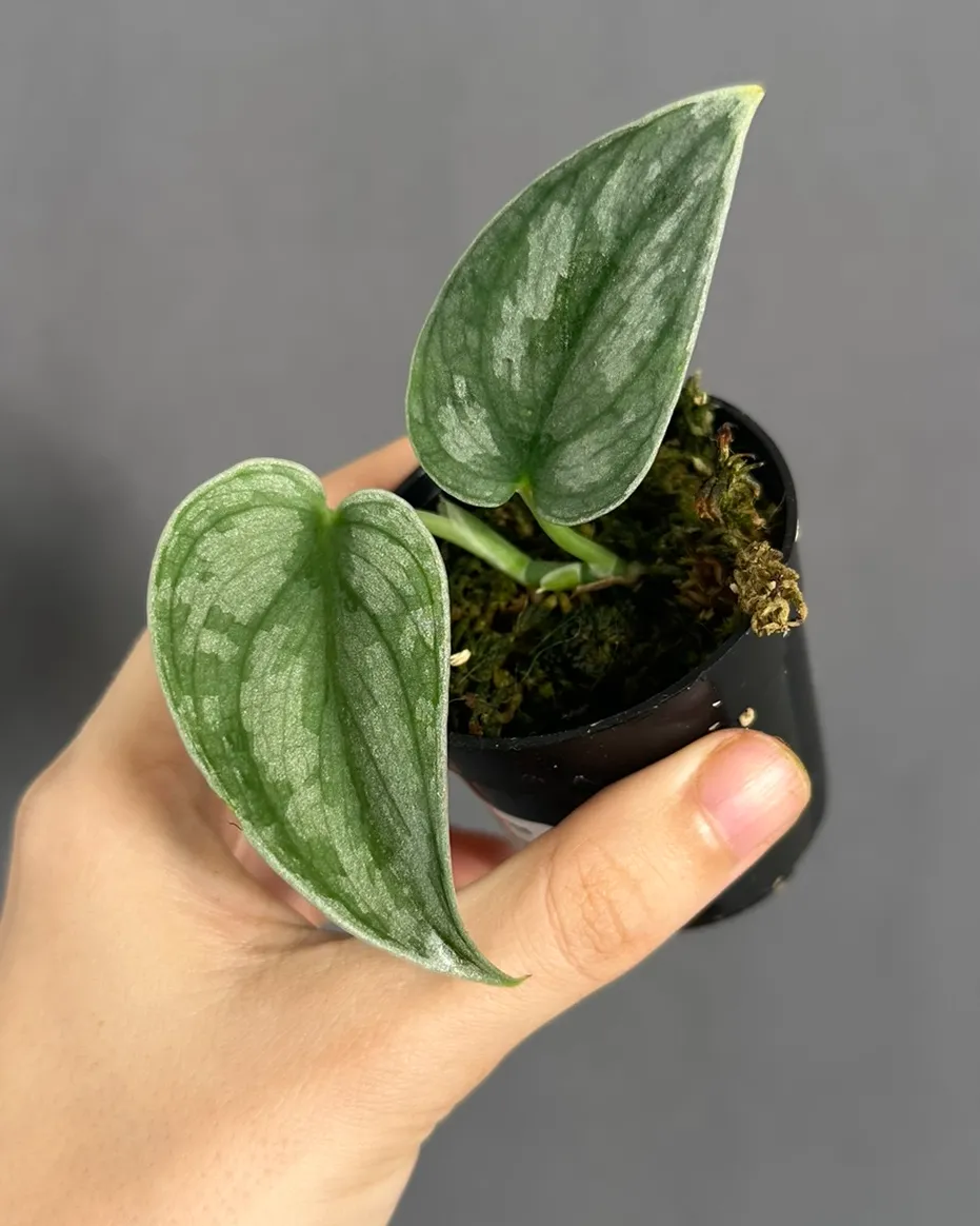 Scindapsus 'Curlew', planta entera