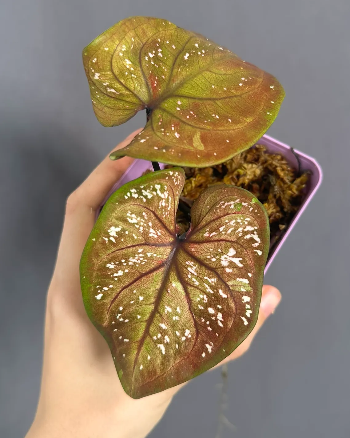 Caladium 'C3'