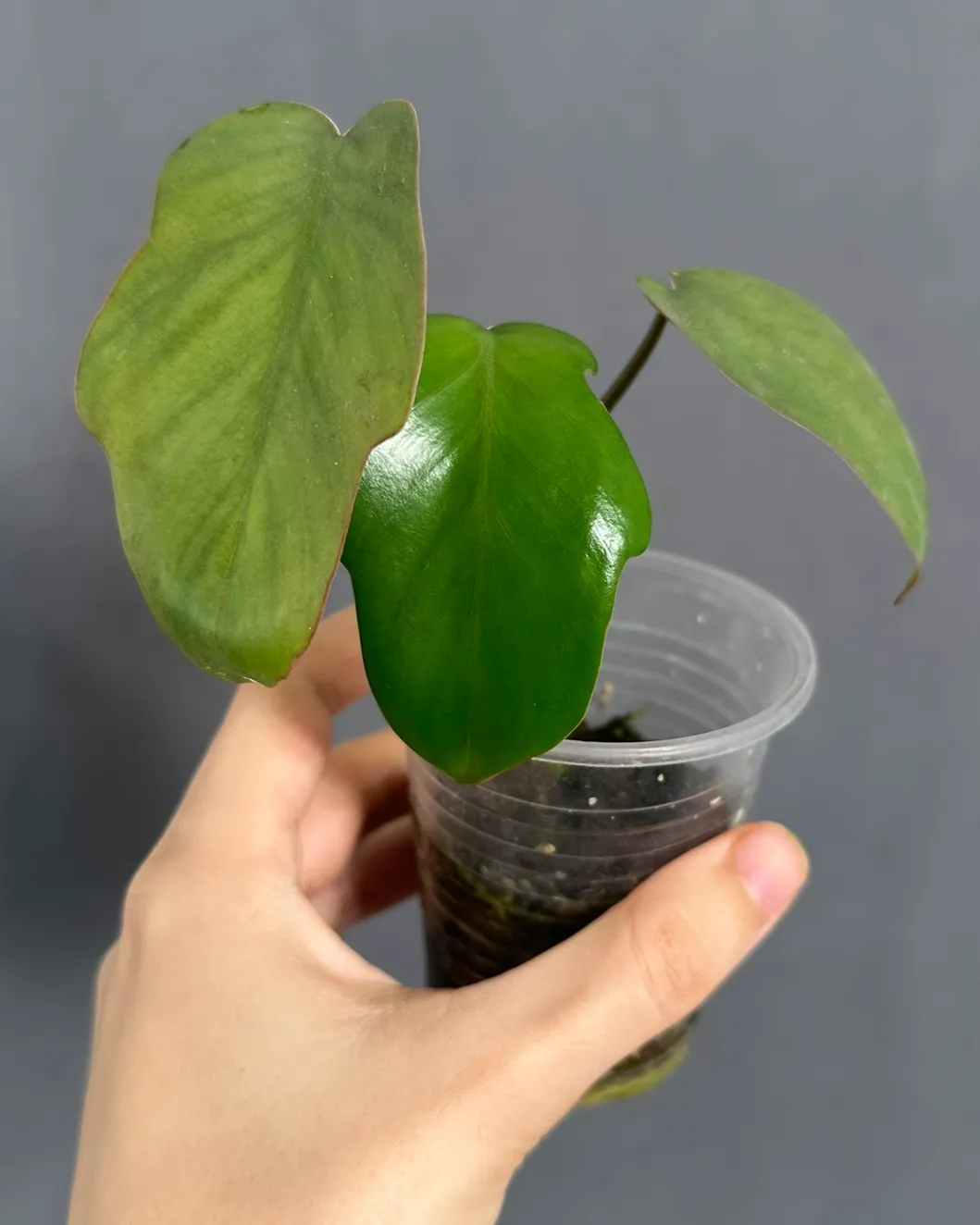 Philodendron mayoi