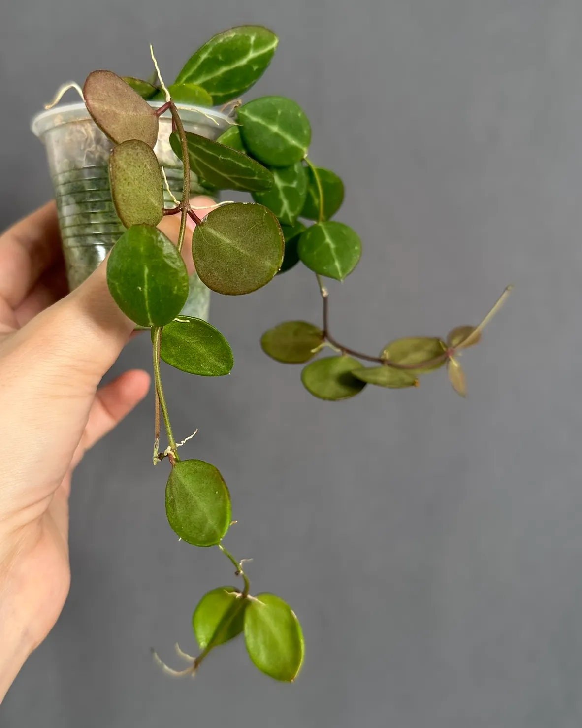 Dischidia ovata 'One stripe', planta entera