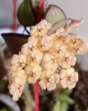 Hoya sp. mini Kalimantan, flor