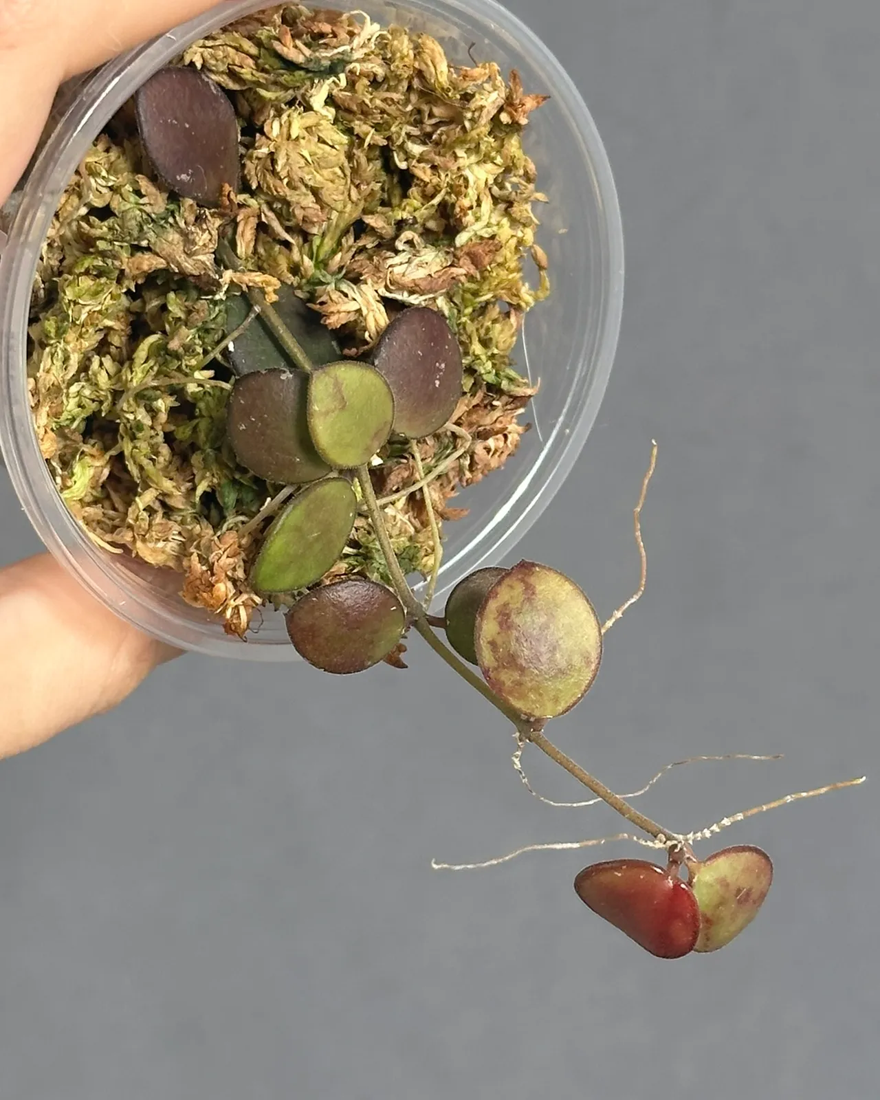 Hoya sp. mini Kalimantan, planta entera