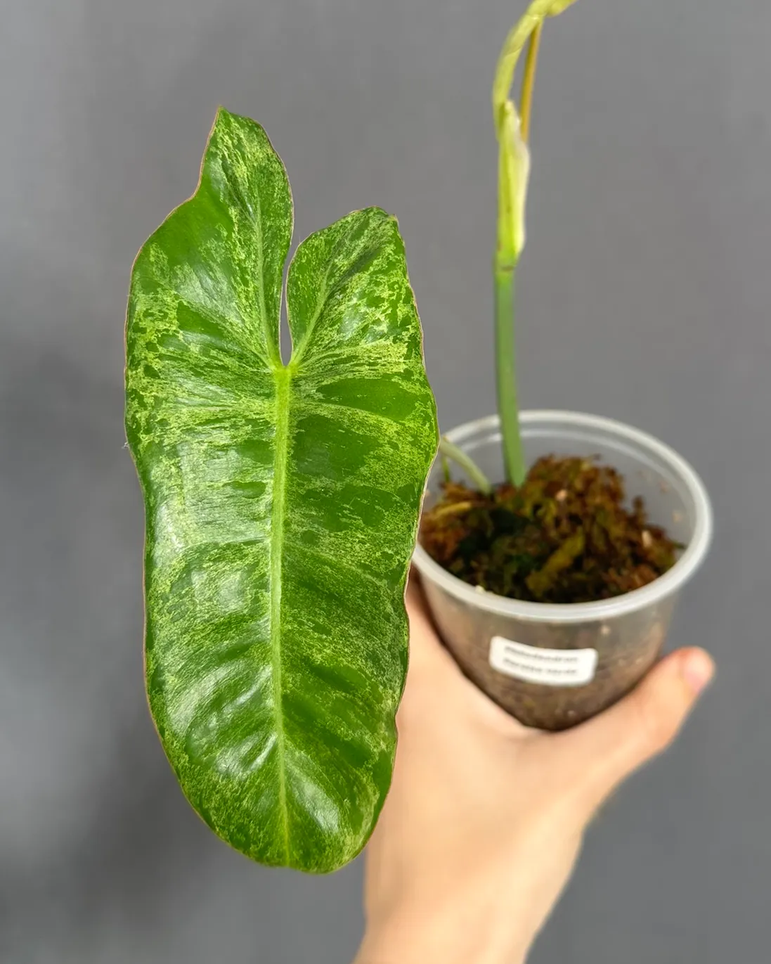 Philodendron 'Paraiso Verde'