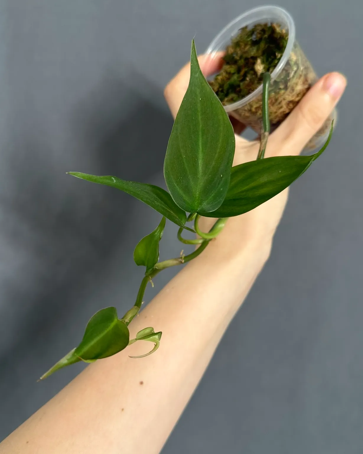 Philodendron camposportoanum