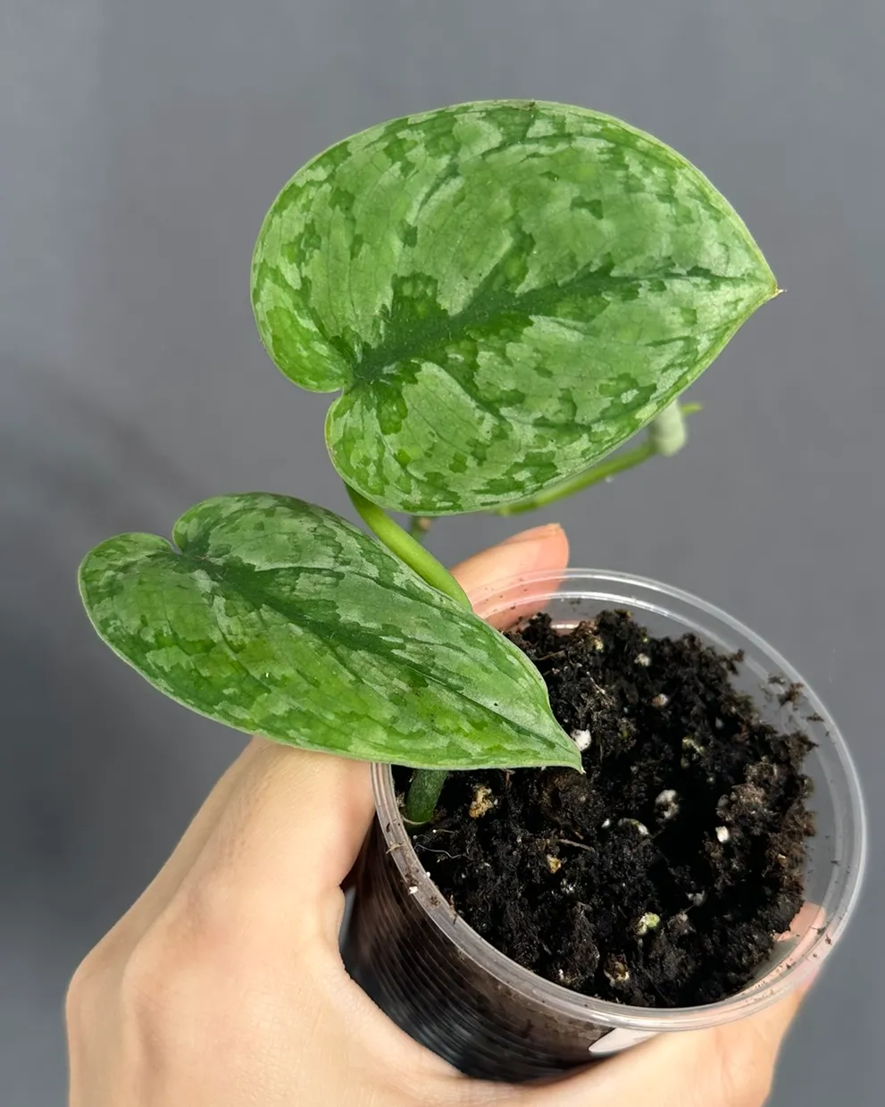 Scindapsus 'Splash blue'