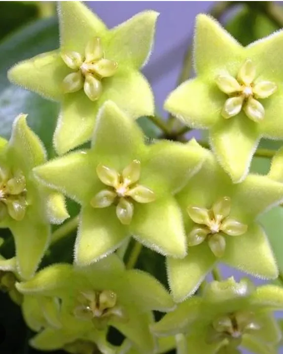 Hoya chlorantha var. chlorantha, flor