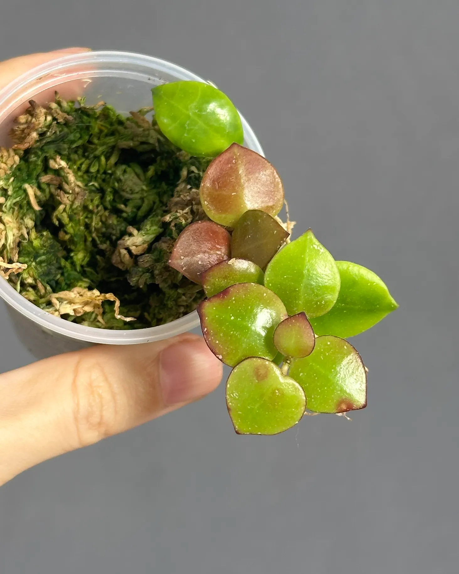 Hoya lacunosa 'Fraser Hills'