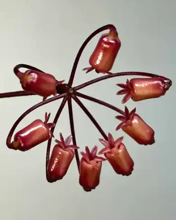 Hoya insularis, flor