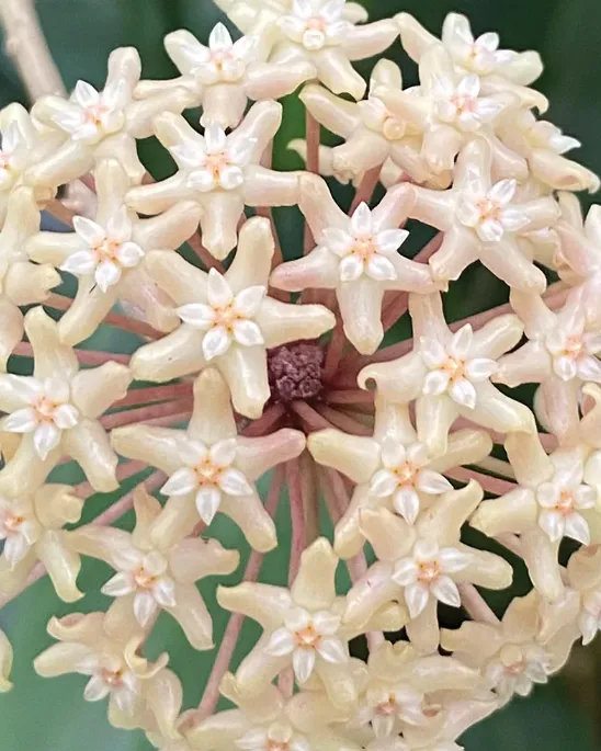 Hoya merrillii, flor