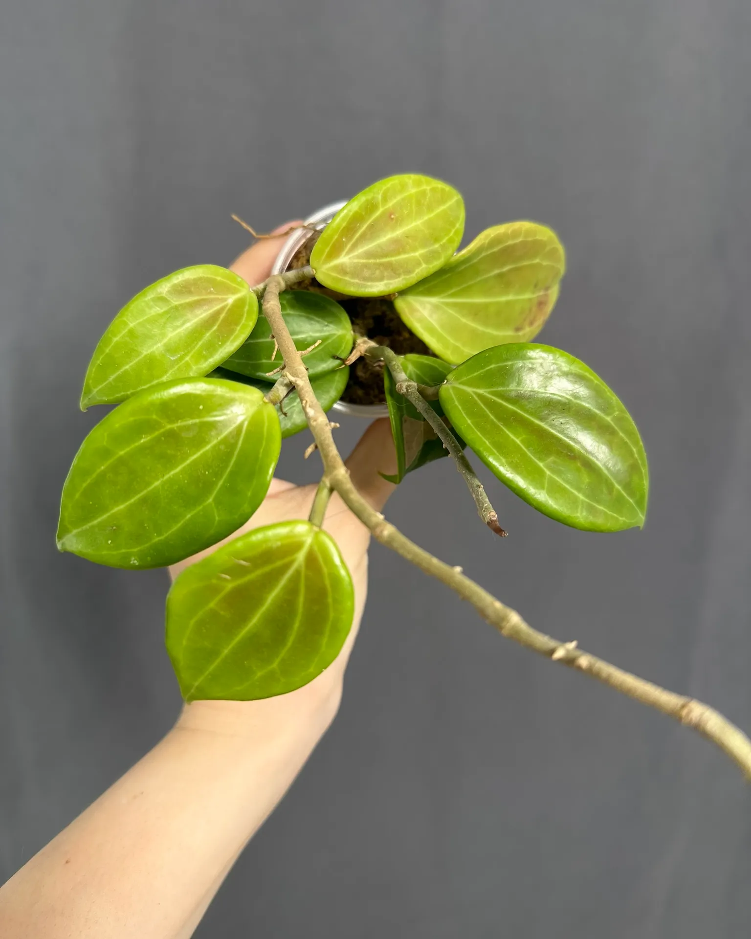 Hoya merrillii, planta entera