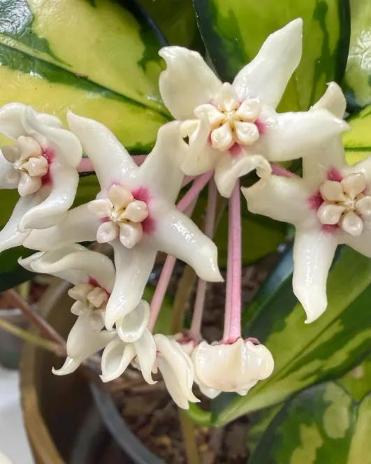 Hoya australis, flor