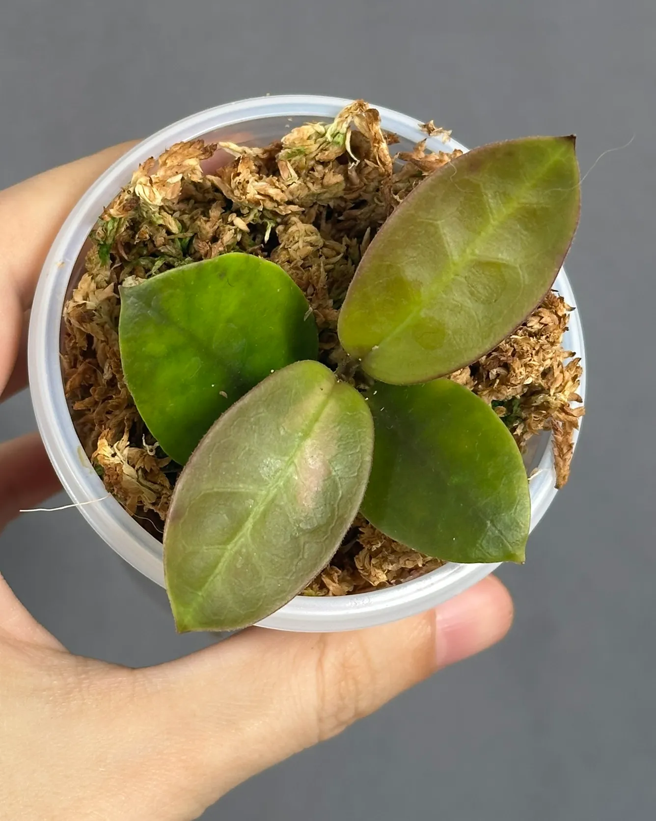 Hoya australis