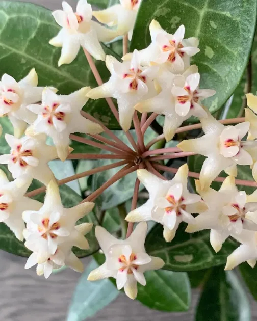 Hoya elliptica white contrast veins, flor