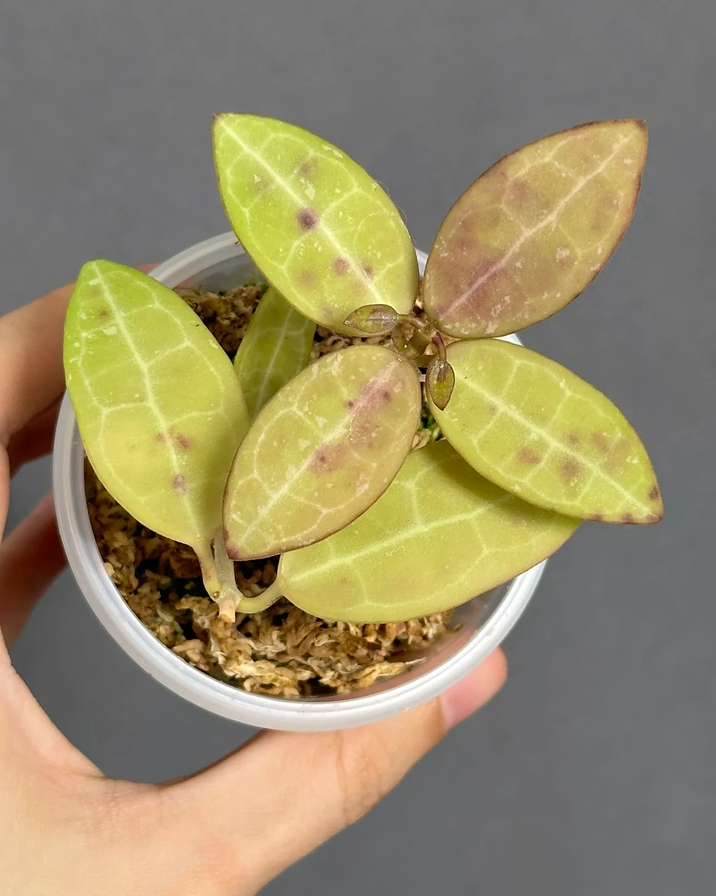 Hoya elliptica white contrast veins