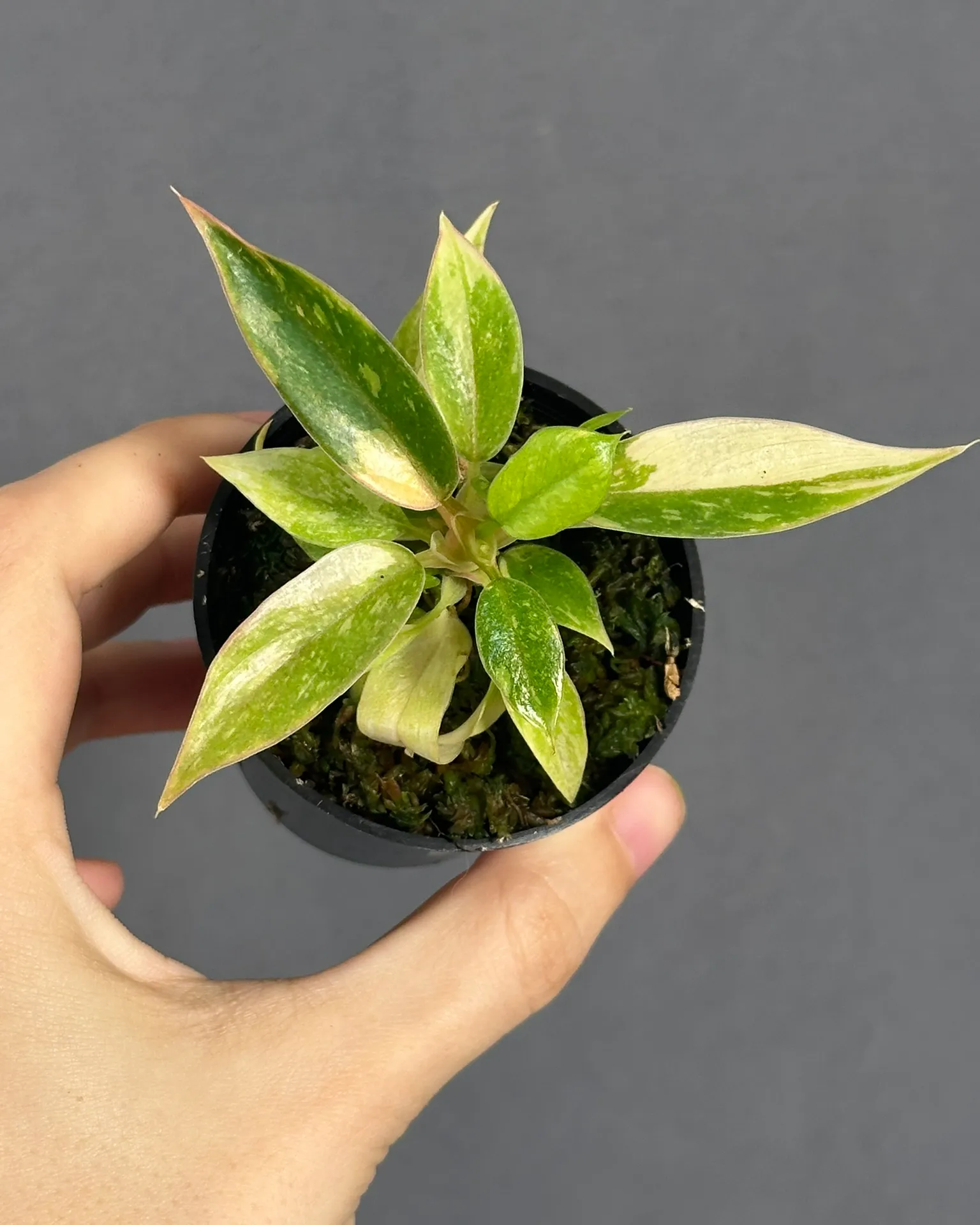 Philodendron Ring of Fire var