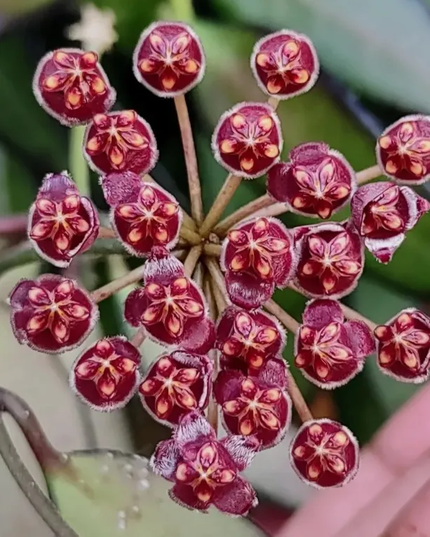 Hoya rosita, flor