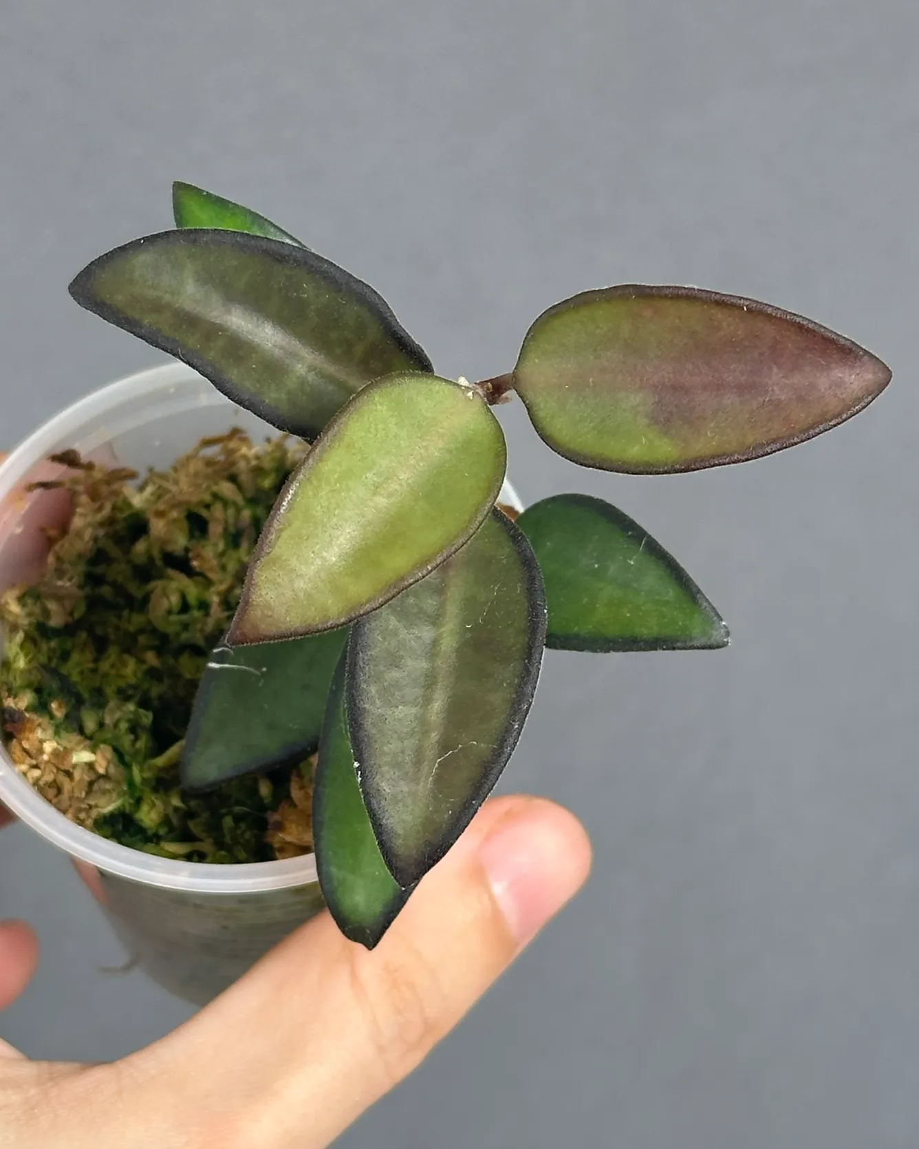 Hoya rosita