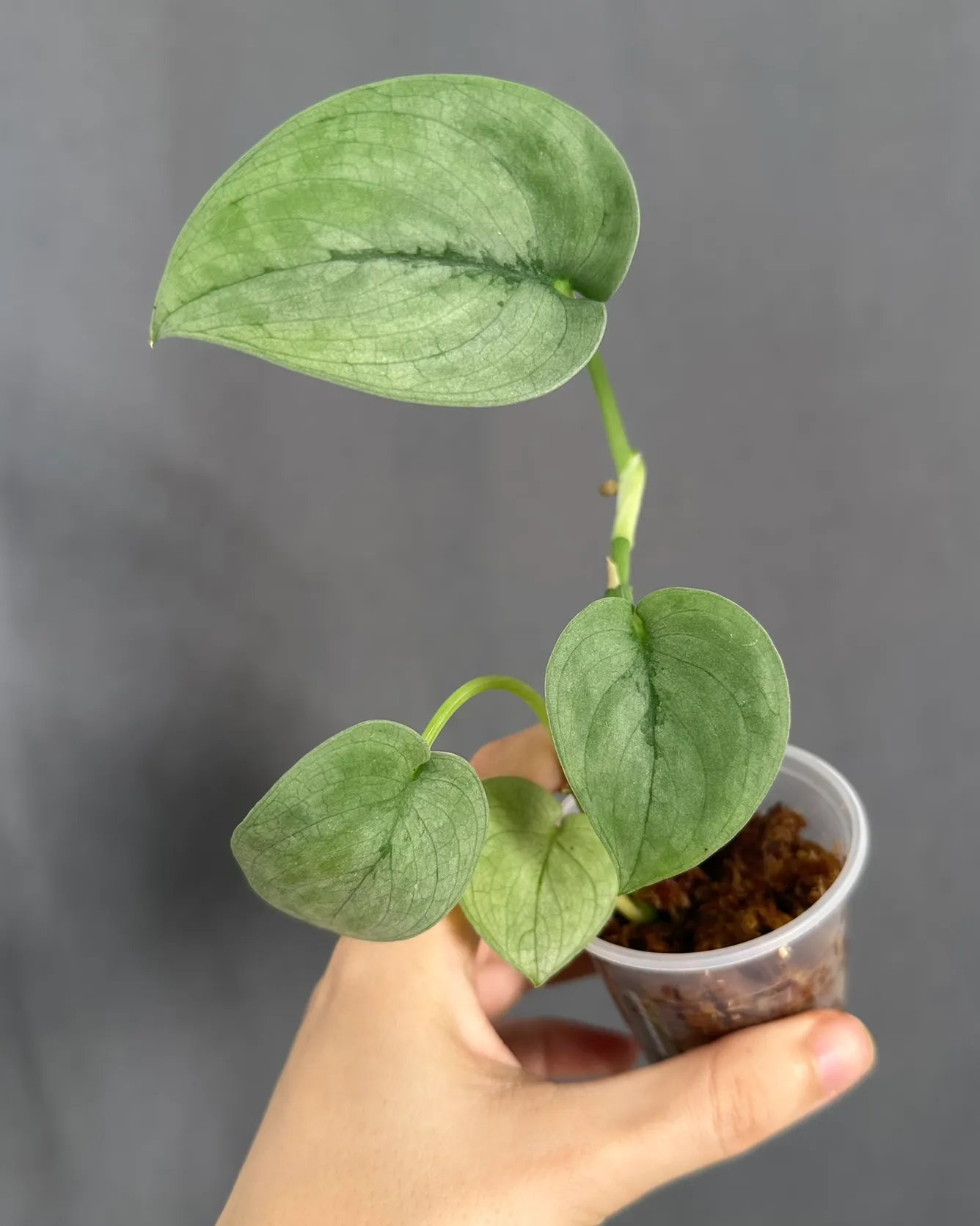 Scindapsus 'Silver Hero', planta entera