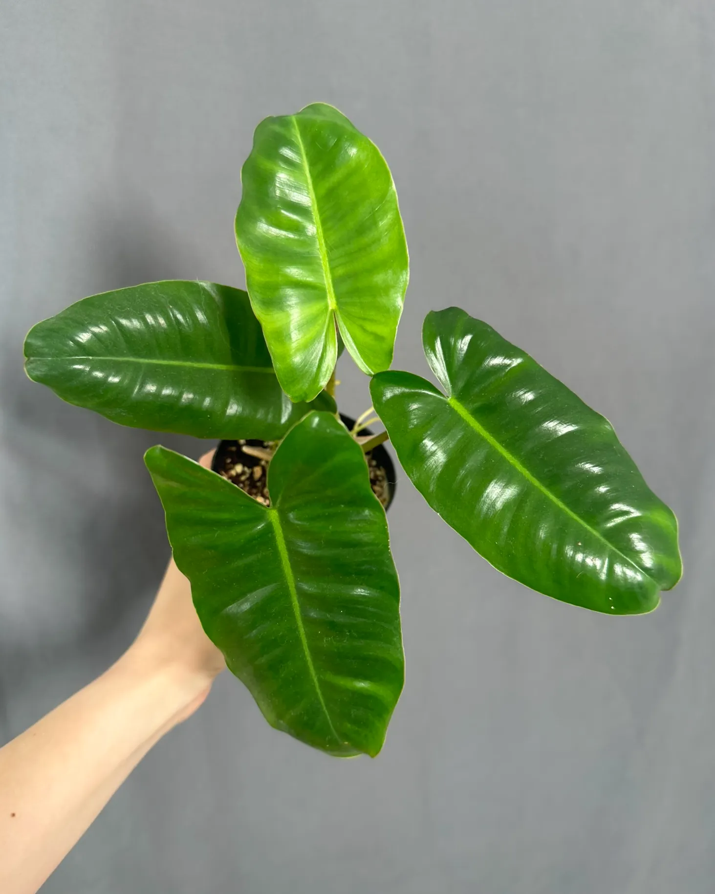 Philodendron burle marx