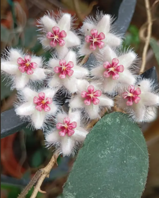 Hoya caudata sp. Sumatra, flor