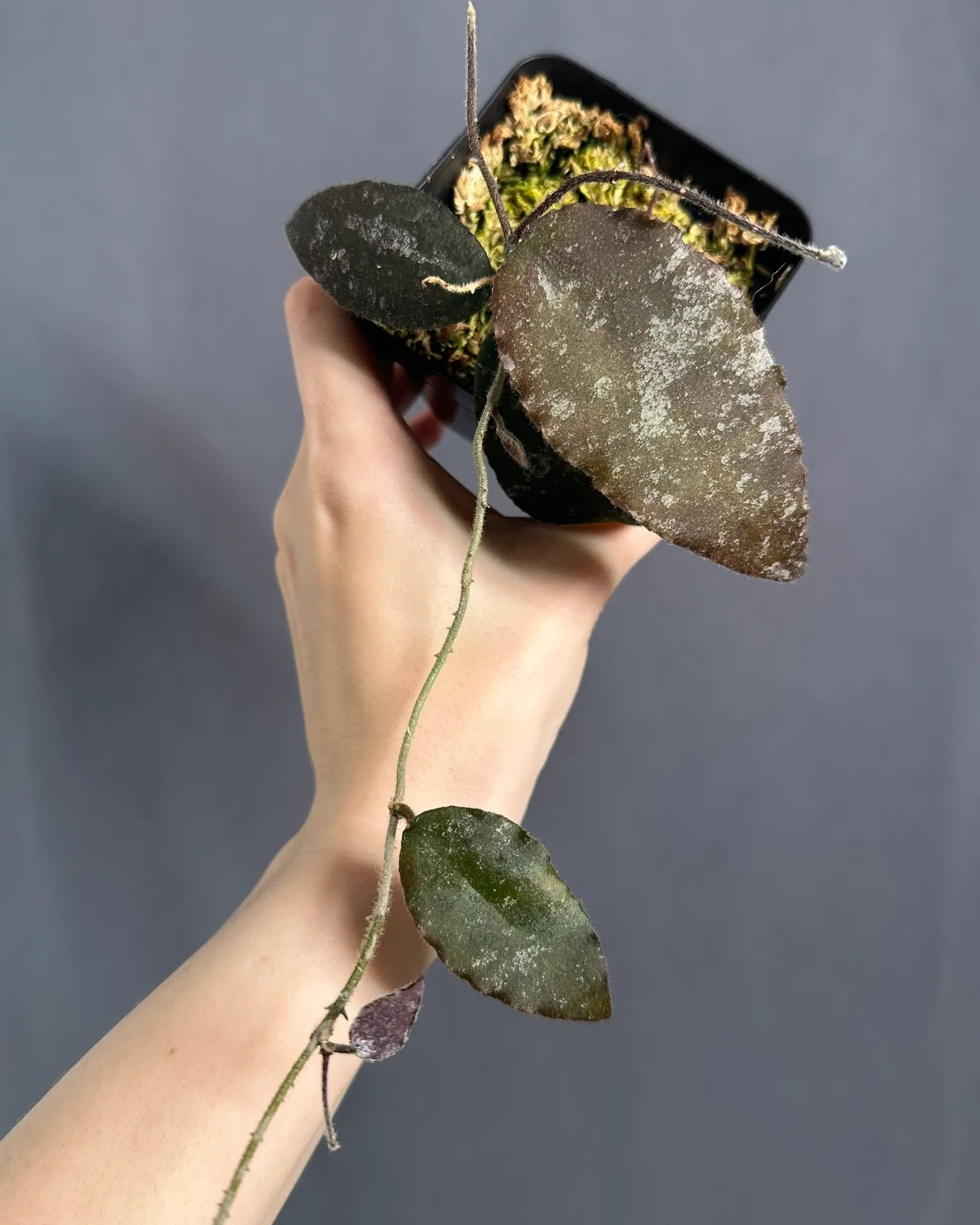 Hoya caudata sp. Sumatra