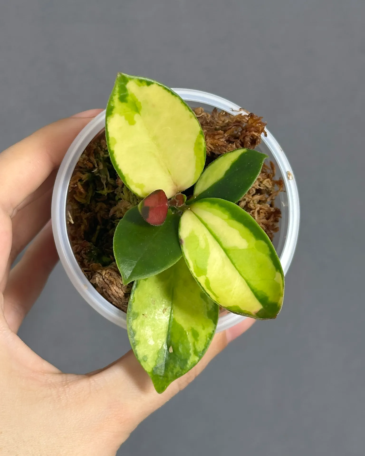 Hoya australis 'Lisa'