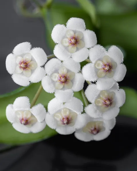 Hoya rotundiflora, flor