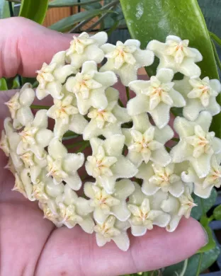 Hoya celata, flor