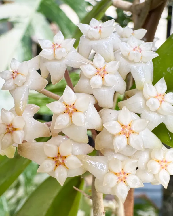 Hoya sp. RHM 14-1, flor