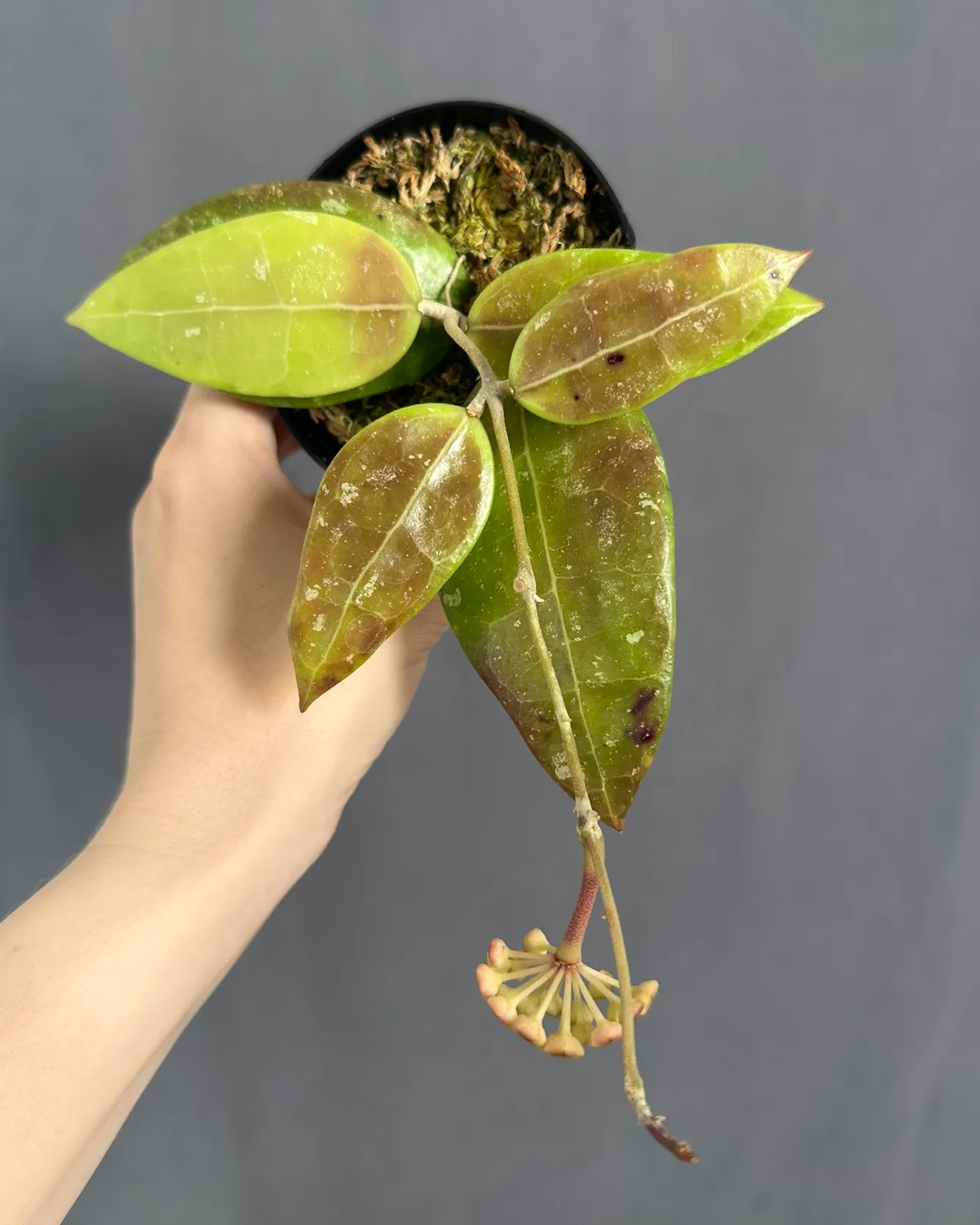 Hoya sp. RHM 14-1