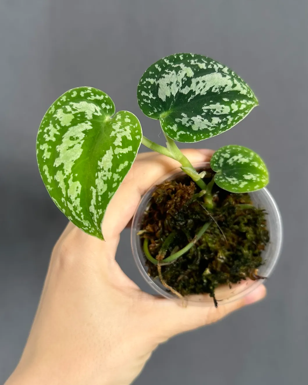 Scindapsus 'Snake scales' tricolor dark