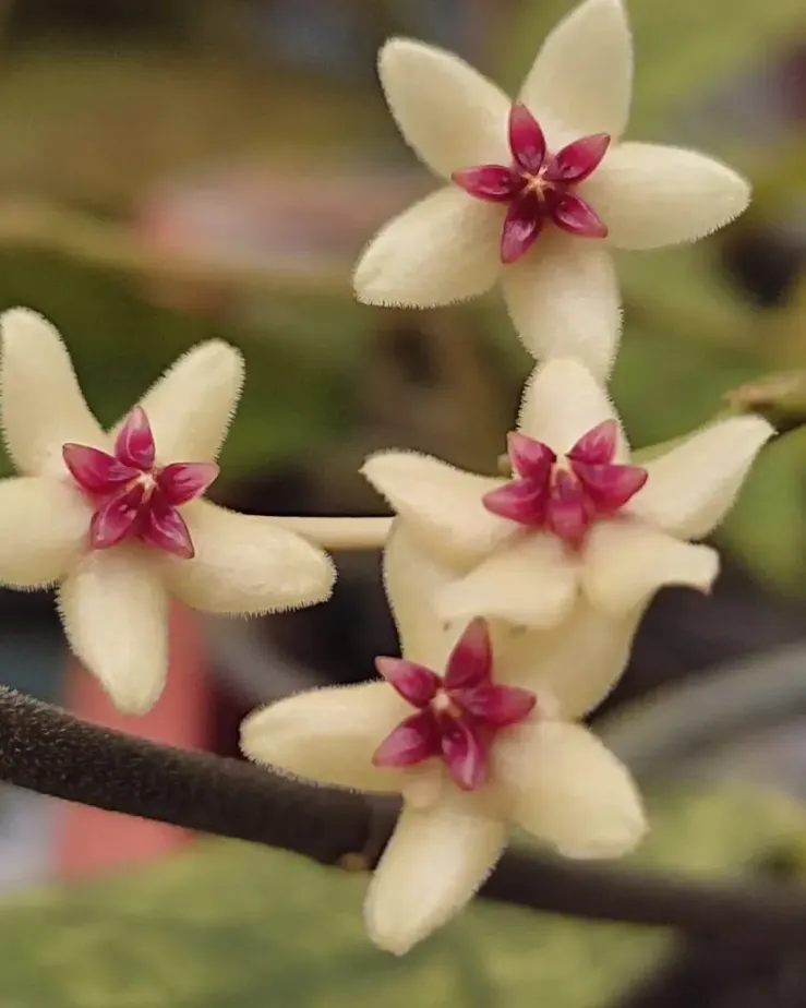 Hoya kastbergii, flor