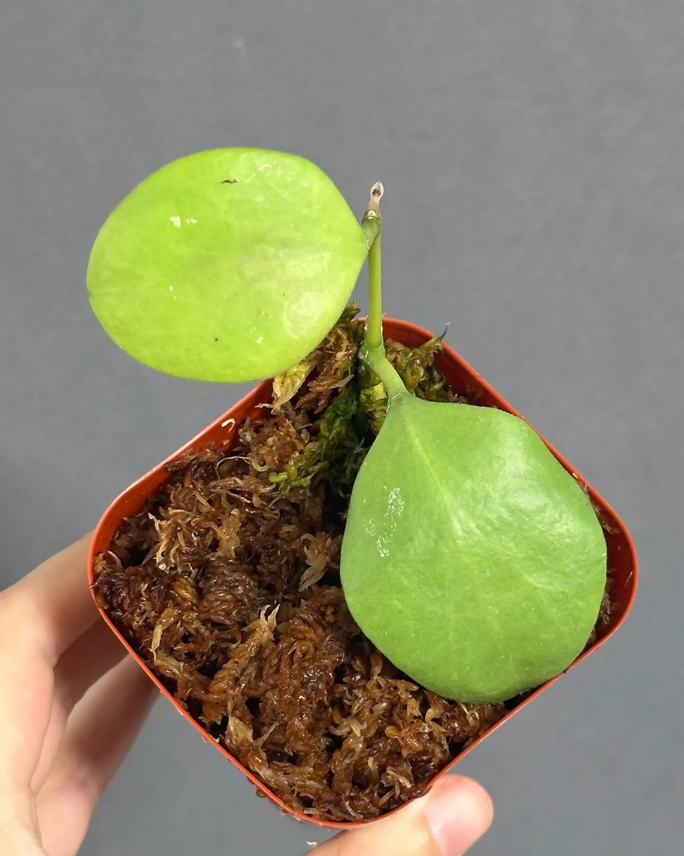Hoya kastbergii
